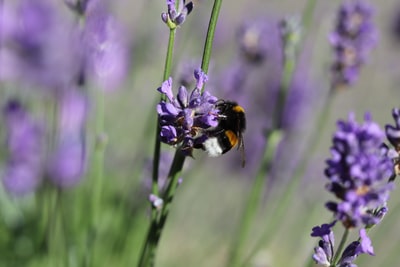 selective focus photography of bee